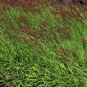morepic-1