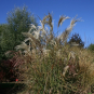 morepic-1