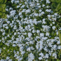 morepic-1