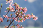 morepic-1
