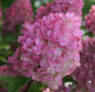 morepic-1