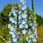 morepic-1
