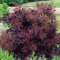 morepic-1