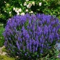 morepic-1