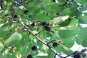 morepic-1