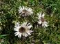 morepic-1