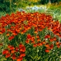 morepic-1
