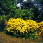 morepic-1