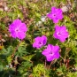 morepic-1