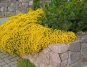 morepic-1