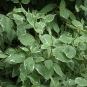 morepic-1
