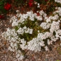 morepic-1