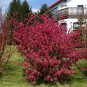 morepic-1