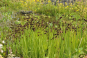 morepic-1