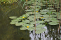 morepic-1