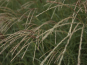 morepic-2