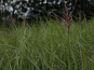 morepic-2