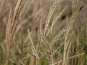 morepic-2