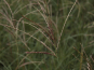 morepic-2