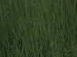 morepic-2