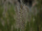 morepic-2