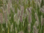 morepic-2