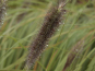 morepic-2