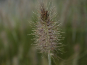 morepic-2