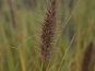 morepic-2
