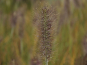 morepic-2
