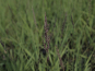 morepic-3