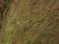 morepic-3