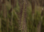 morepic-3