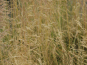 morepic-4