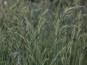 morepic-4