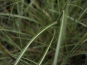 morepic-4