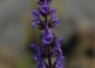 morepic-4