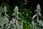morepic-6