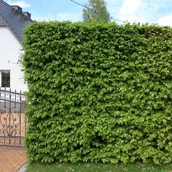  Hainbuchenhecke Weißbuche - Carpinus betulus 