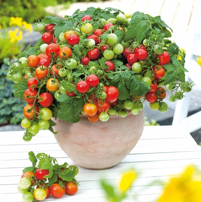 Zwerg-Tomate 'Primabell®' rot im 13 cm Topf 