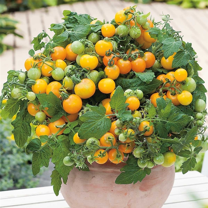  Gelbe Zwerg-Tomate Primagold® gelb im 13 cm Topf