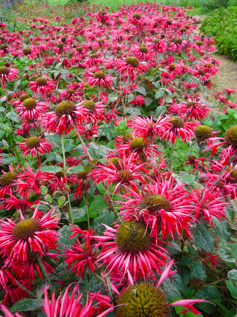  Indianernessel Monarda - fistulosa 'Balance' 