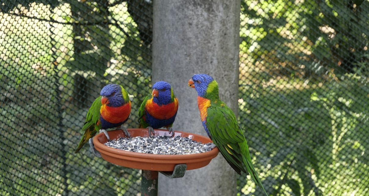 Gartenvögel füttern – ja oder nein?