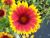 Kokardenblume Gaillardia 19 cm Topf