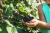 Brombeere Thornless Evergreen  Rubus fruticosus