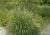Pennisetum ( Lampenputzergras ) - alopecuroides Herbstzauber