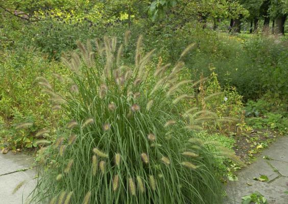 Pennisetum ( Lampenputzergras ) - alopecuroides Herbstzauber
