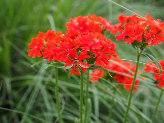 Lichtnelke Lychnis  - coronaria