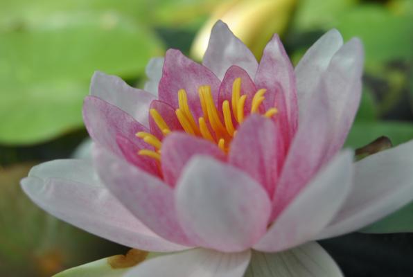 Seerose Nymphaea 'Fabiola'