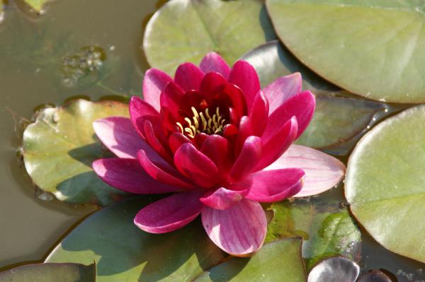 Seerose Nymphaea 'Burgundy Princess'